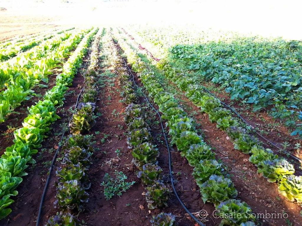 Casale Sombrino Casa de hóspedes Supersano Exterior foto