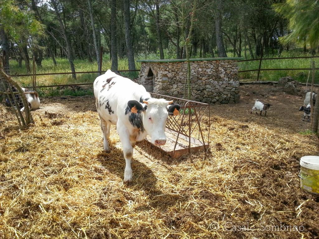 Casale Sombrino Casa de hóspedes Supersano Exterior foto